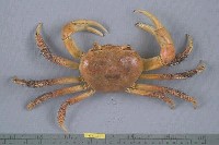 藏品(凶狠圓軸蟹)的圖片